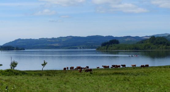 Cows by Loch Awe below the holiday cottages at Barr-beithe cows by a scottish loch