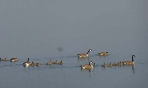 Wild Geese