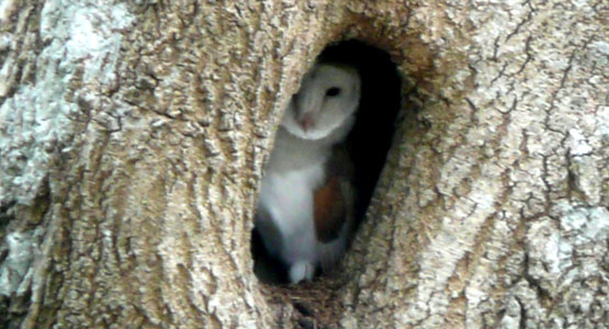 Barn Owl Barn Owl in its roost