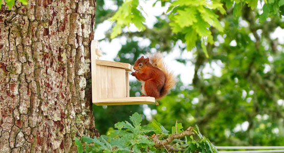 Red Squirrel at feeder by Barn & Stable cottages