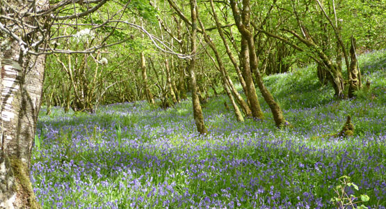 Bluebells under hazel trees