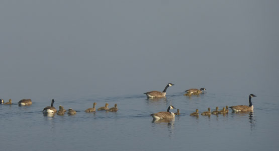 Canada Geese and young on Loch Awe