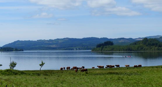 Cattle grazing by Loch Awe at Barr-beithe