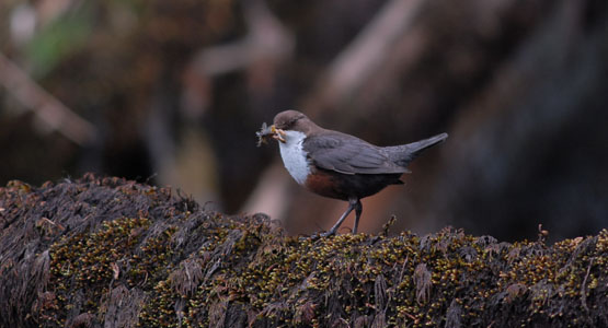 Dipper on Allt Beochlich at Barr-beithe