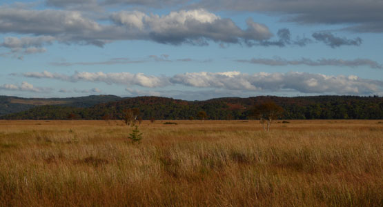 Moine Mhor Nature Reserve near Crinan Canal