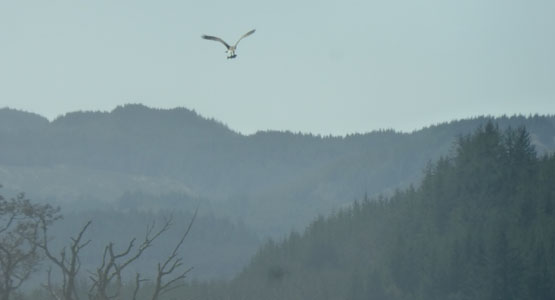 Osprey with fish over Loch Awe