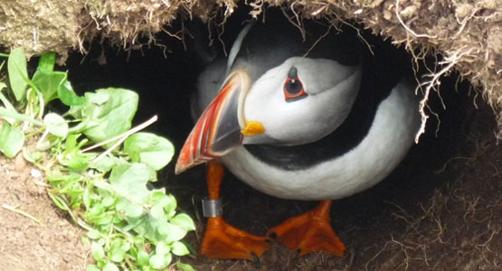Puffin in its hole on the Treshnish Isles