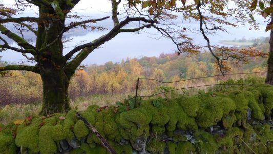 Autumn Colour by Loch Awe