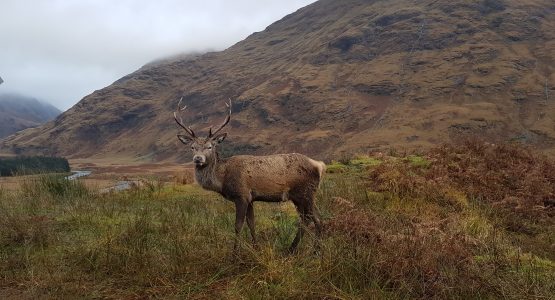 Red Stag in Glen Etive
