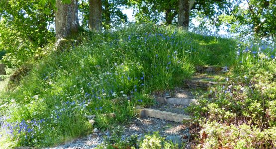 Bluebells by path to the squirrel feeder steps with bluebells and ground nuts in bloom