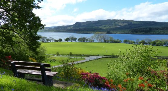 Azaleas blooming over-looking Loch Awe at Blarghour Bench with lovely view of Loch Awe, azaleas and bluebells in bloom, sun is shining and sheep are in the field