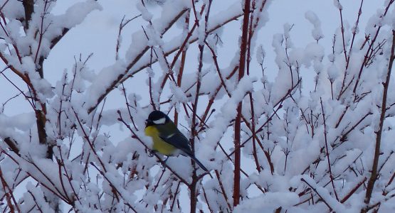 A Great Tit in a Hazel Bushes bird on a snow covered branch