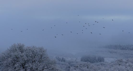 A flock of birds flying over Loch Awe A snowy scene with birds flying