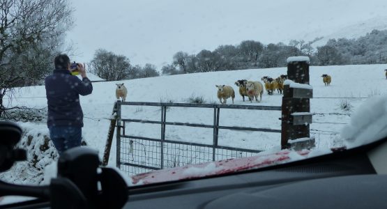 Where's my Breakfast male sheep walking towards a gate thinking it is breakfast time