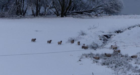 Scottish Blackfaced Sheep at Blarghour sheep in a snow covered field looking for grass to eat