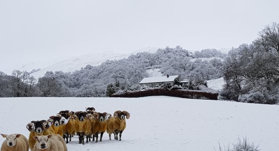 Tups waiting for Breakfast and Barr-beithe Upper Male sheep in a snow covered field with a cottage behind