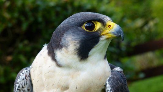 Peregrine Falcon at Kintail Birds of Prey