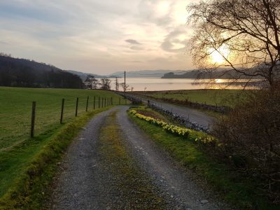 daffodils in bloom beside a track overlooking a scottish loch