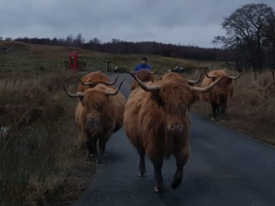 Moving the cows